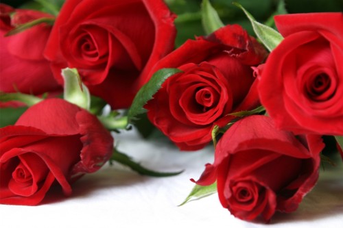 rose-rosse-di-san-valentino