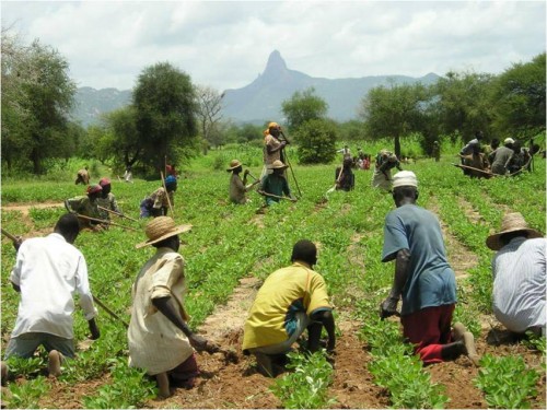agricoltura africa