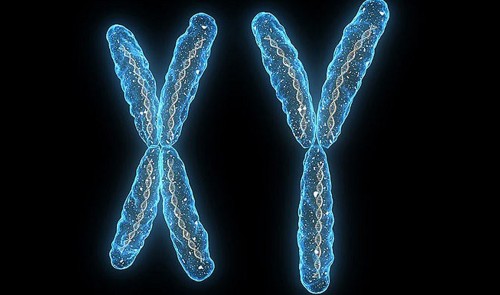 cromosoma y